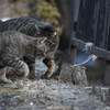 榛名山で出会った猫