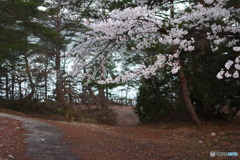 荻町城跡展望台の桜