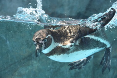 水面のフンボルトペンギン