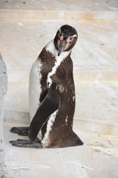 羽村市のフンボルトペンギン