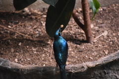 上野動物園の鳥