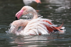 水辺のオオフラミンゴ