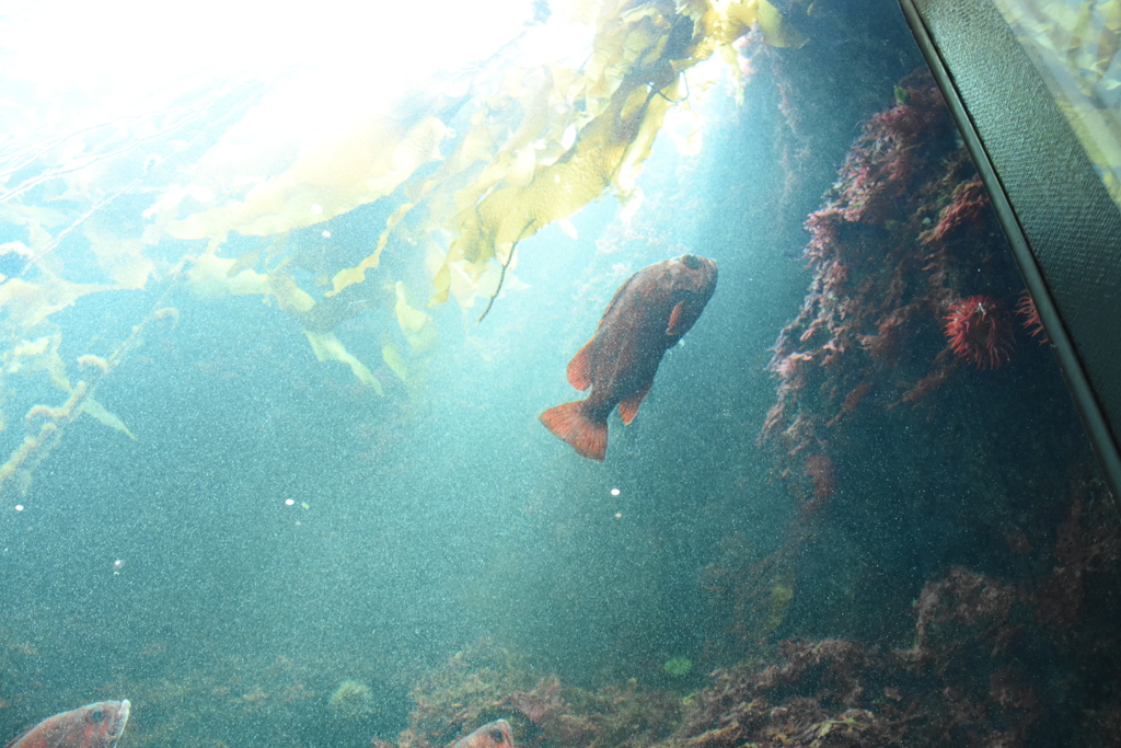 葛西臨海水族園にて