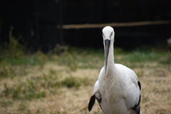 ニホンコウノトリ