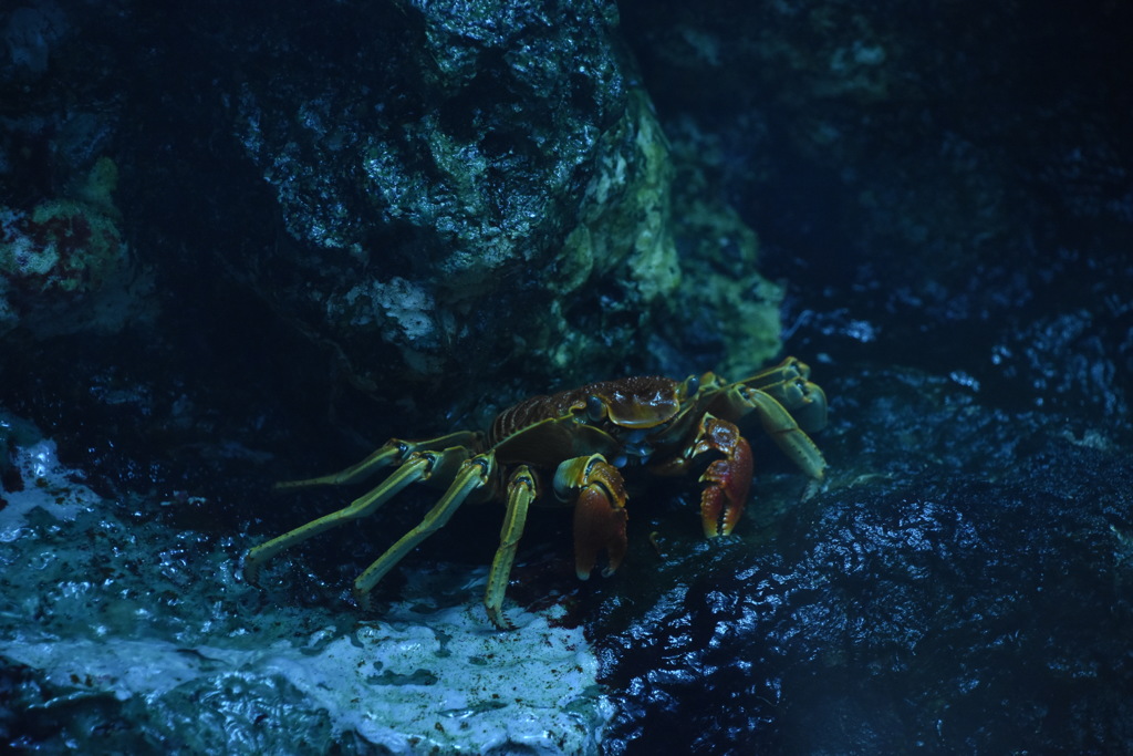 葛西臨海水族園のカニ