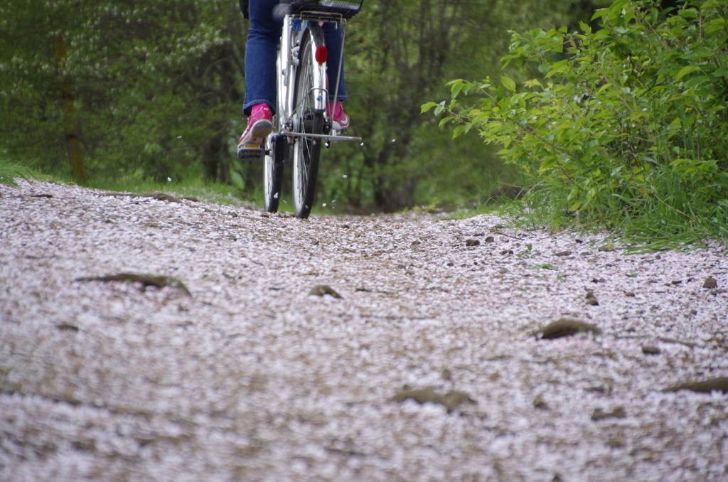 桜色の道