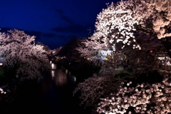 夜桜