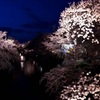 夜桜