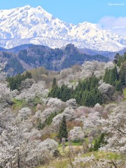 信州  二反田の桜