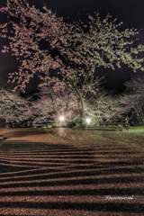 夜桜。