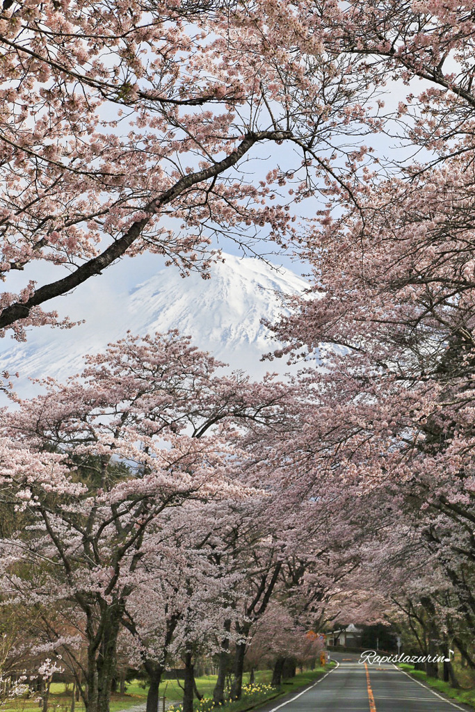 恥ずかしがり屋の富士山