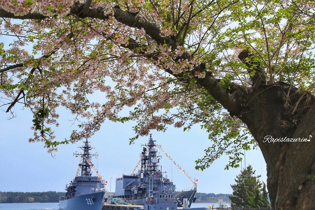 自衛艦とサクラ