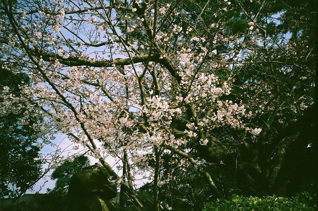 薄めの桜