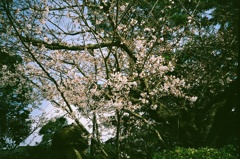 薄めの桜