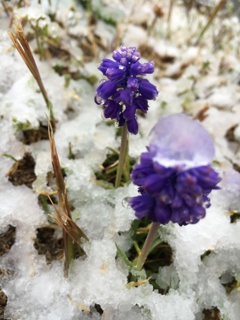 Spring Snow