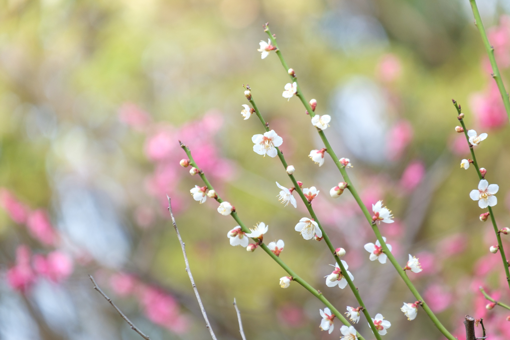 春のかんざし