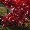 三輪山本さんも紅葉が