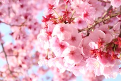 満開の桜