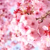 満開の桜