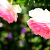 バラの花