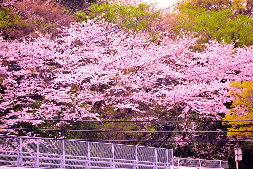 家から見える桜