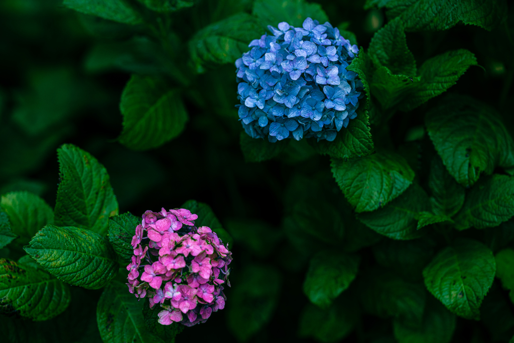 紫陽花