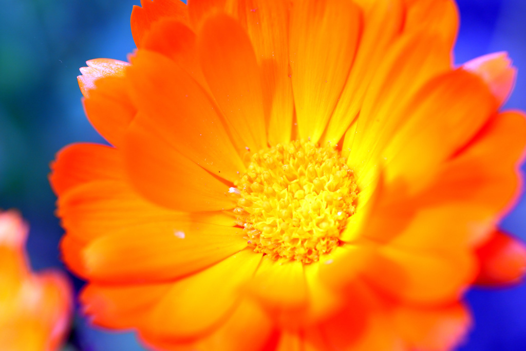 オレンジの花