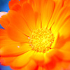 オレンジの花