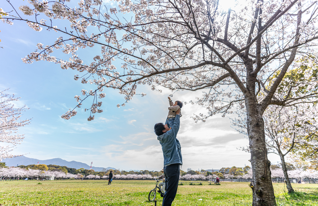 桜にタッチ！！