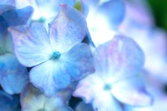 青く光る花びら