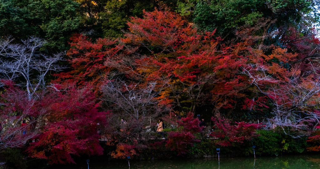 紅葉に囲まれて