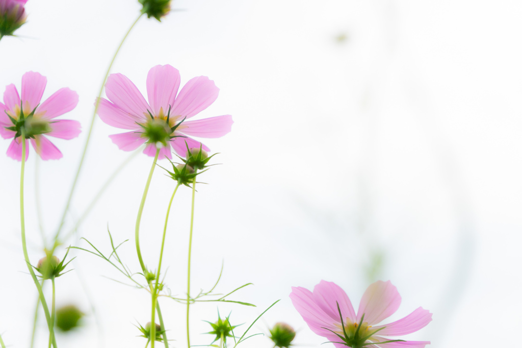 輝く花びら
