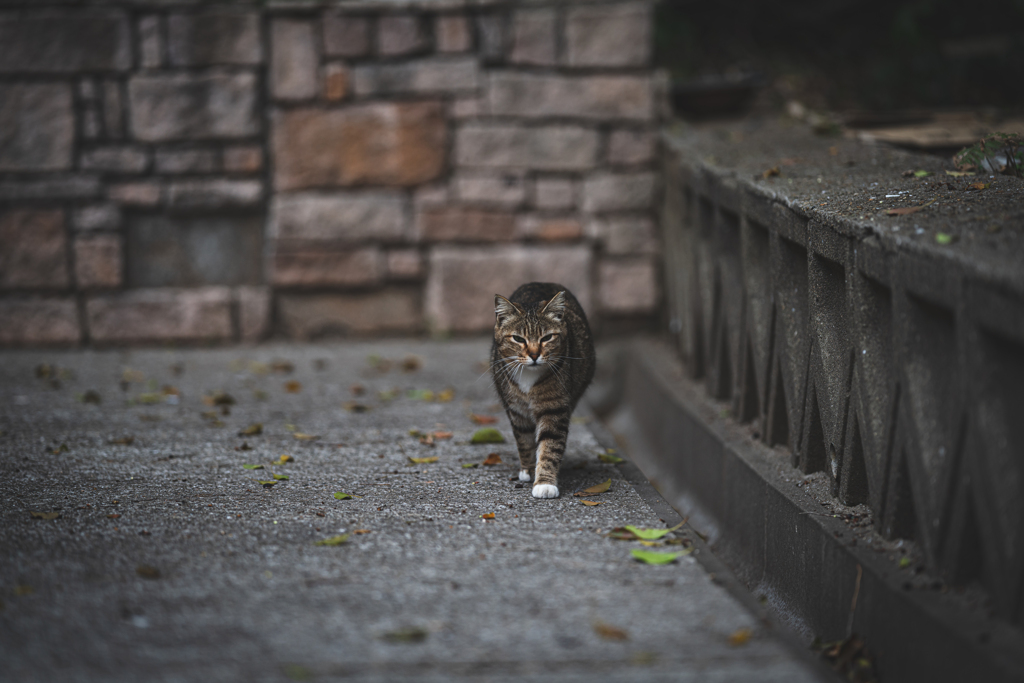 強く生きる