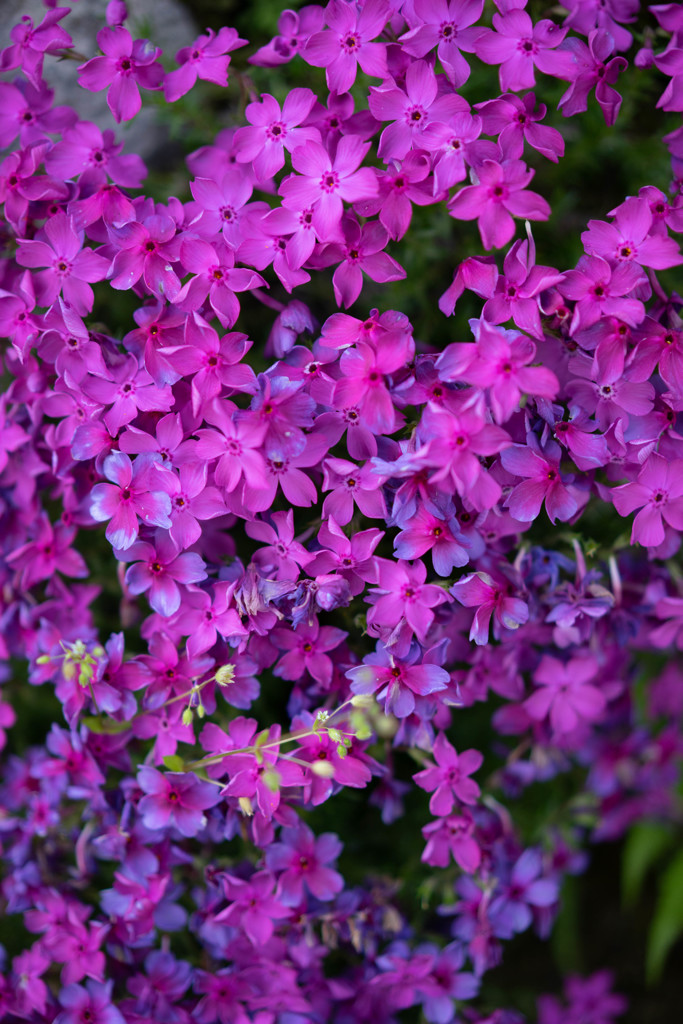 道端の芝桜②