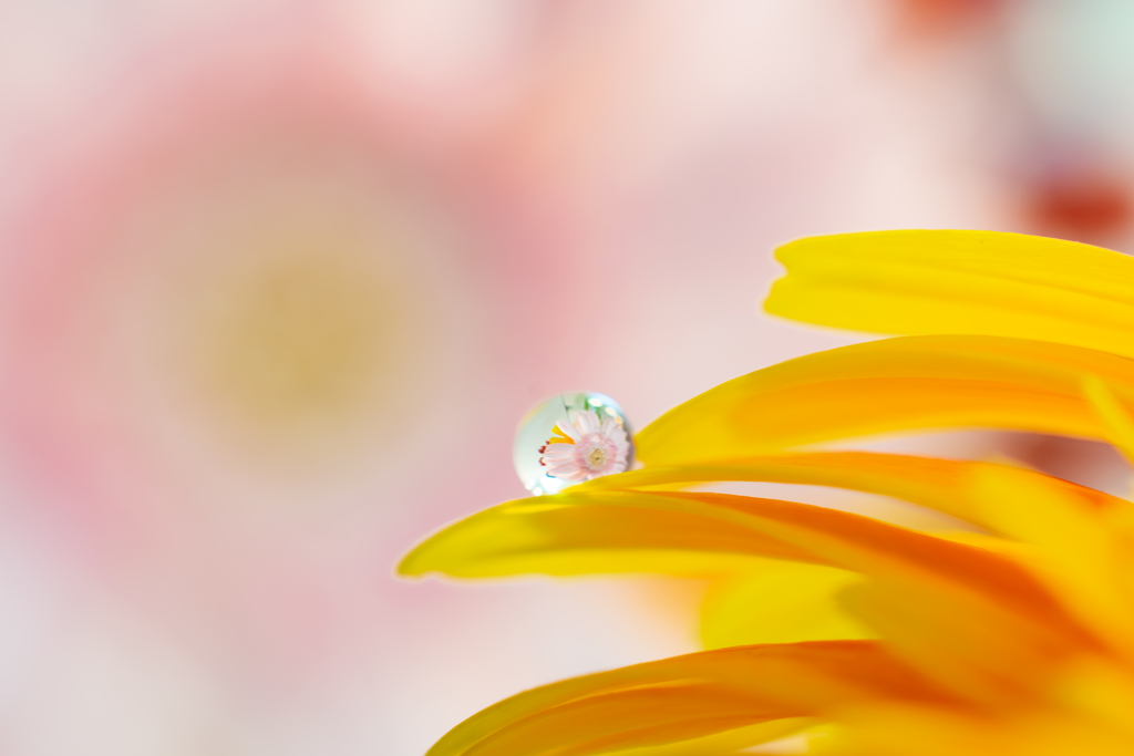 雫の中に咲く花