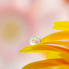 雫の中に咲く花