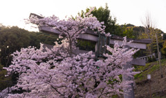 桜と鳥居