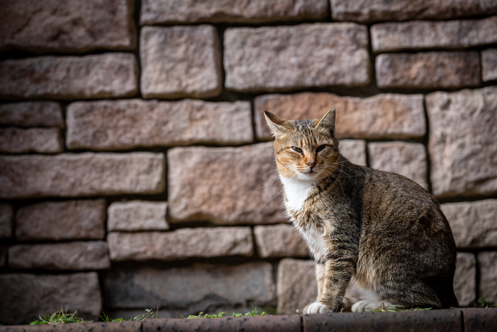 野良猫