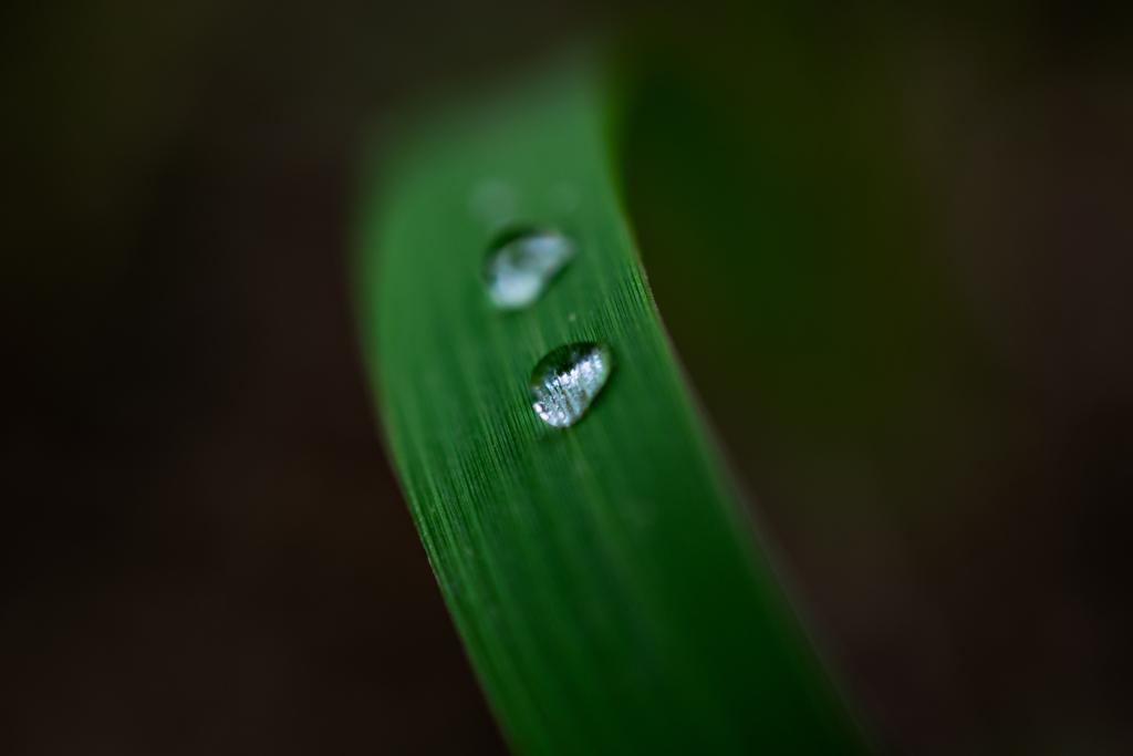 雨の残した宝石