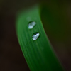 雨の残した宝石