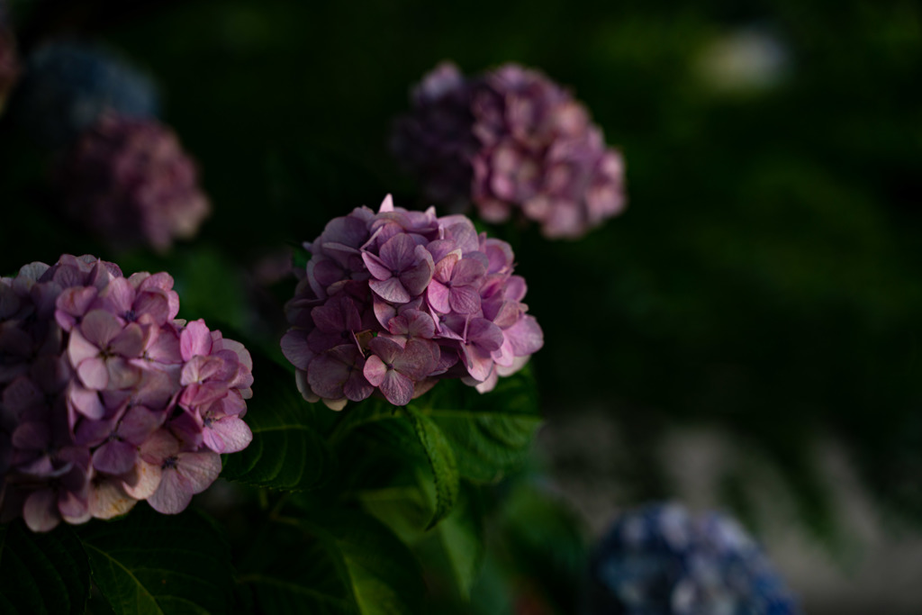 紫陽花