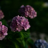 紫陽花