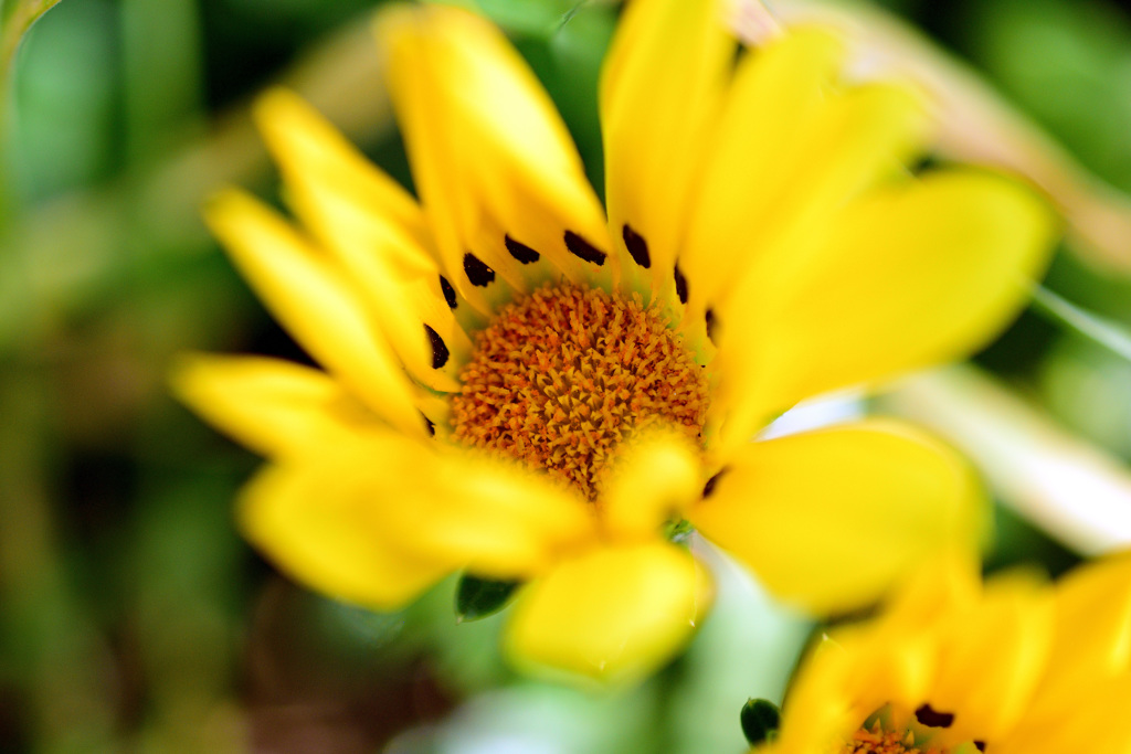 道端の花