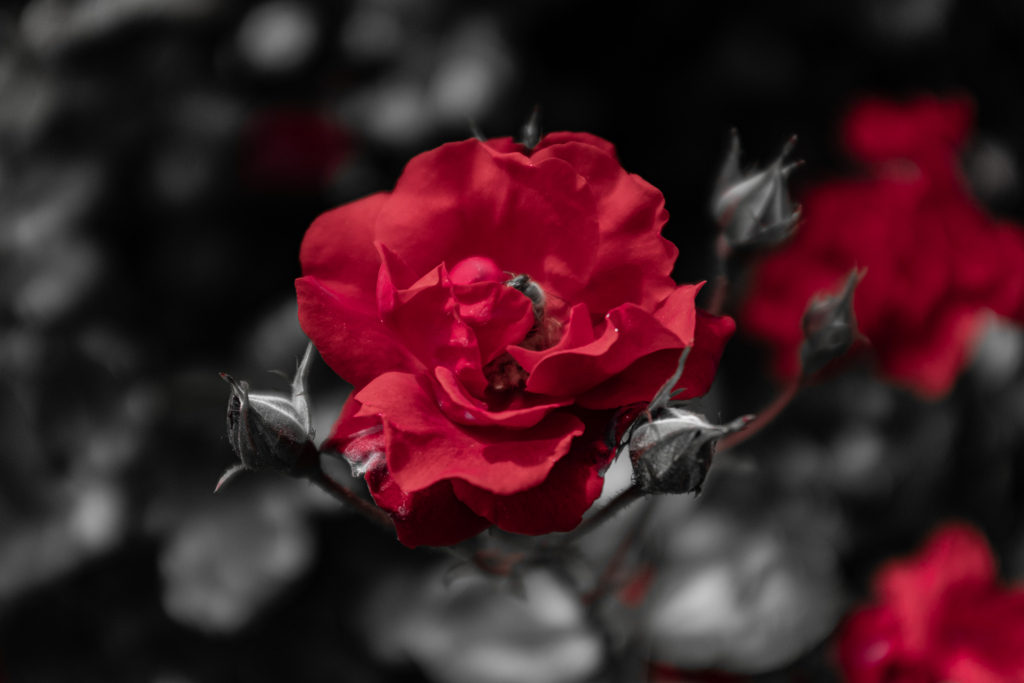 情熱の薔薇