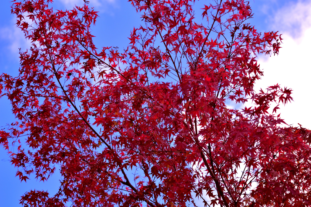 紅葉