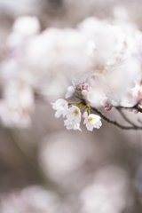 夢桜