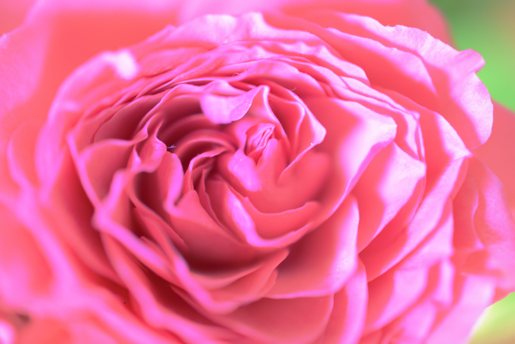 ピンクの花