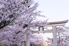 桜と鳥居②