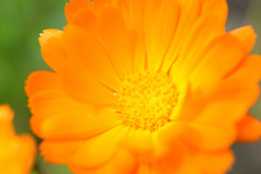 オレンジの花②