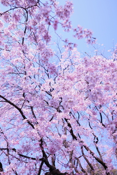 六義園 枝垂れ桜